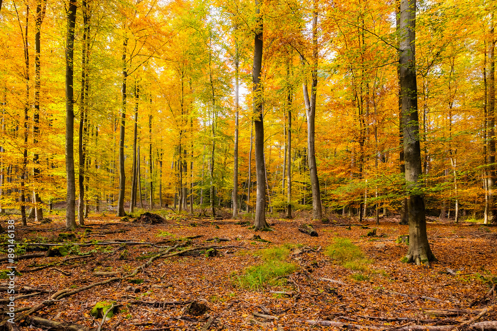 Obraz premium Autumn forest