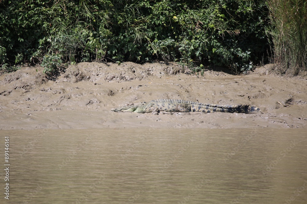 Wild Crocodile 