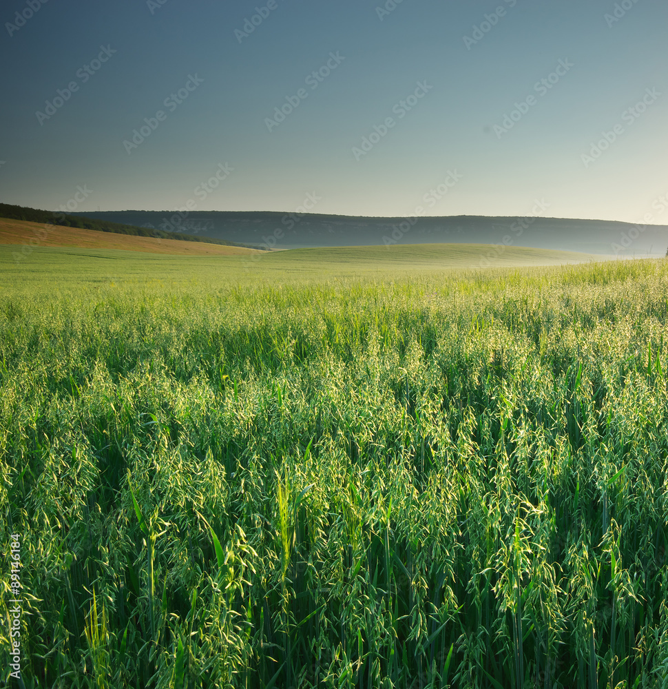 Meadow of oats