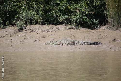 Wild Crocodile 