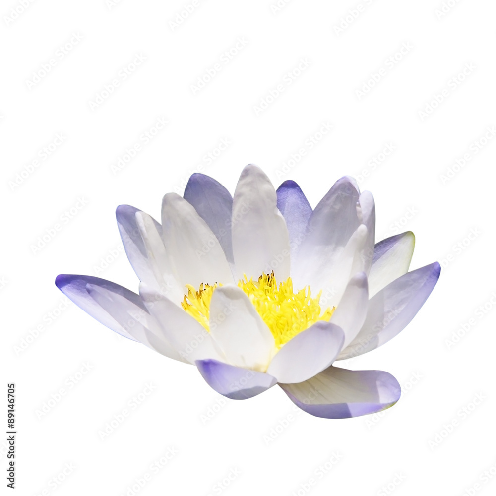  lotus flower isolate on white background.