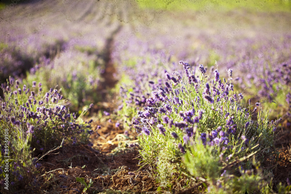 Obraz premium Lavender in the field
