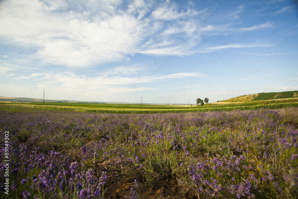 Naklejka premium Vintage photo of Lavender in the field