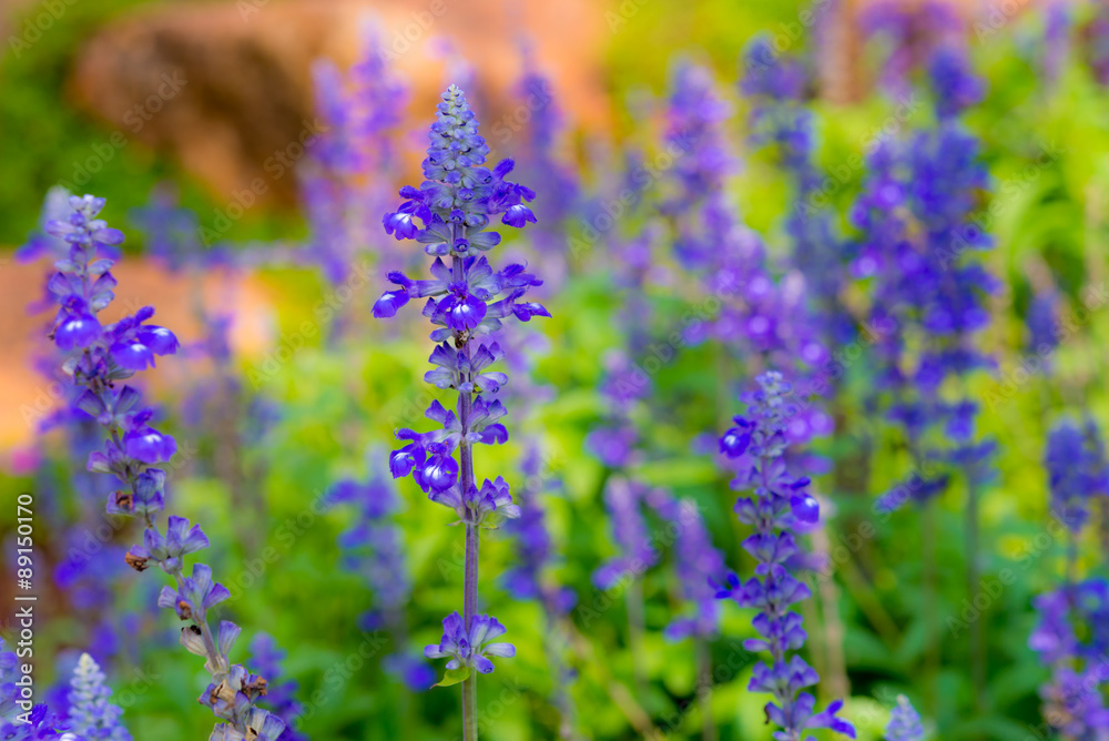 Fototapeta premium Lavender Flowers with soft focus
