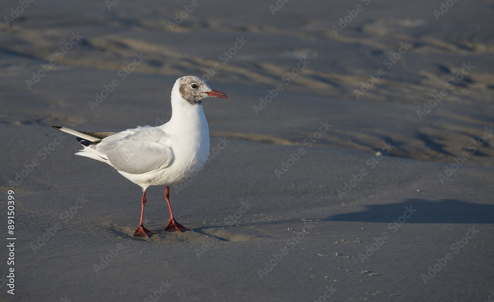 gull on a beach gull on a beach