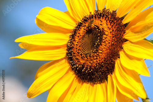 Sunflower and bees