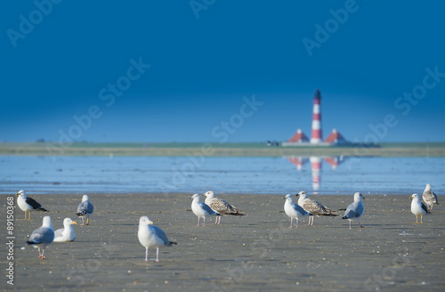 sea gulls on a beach and lighthouse