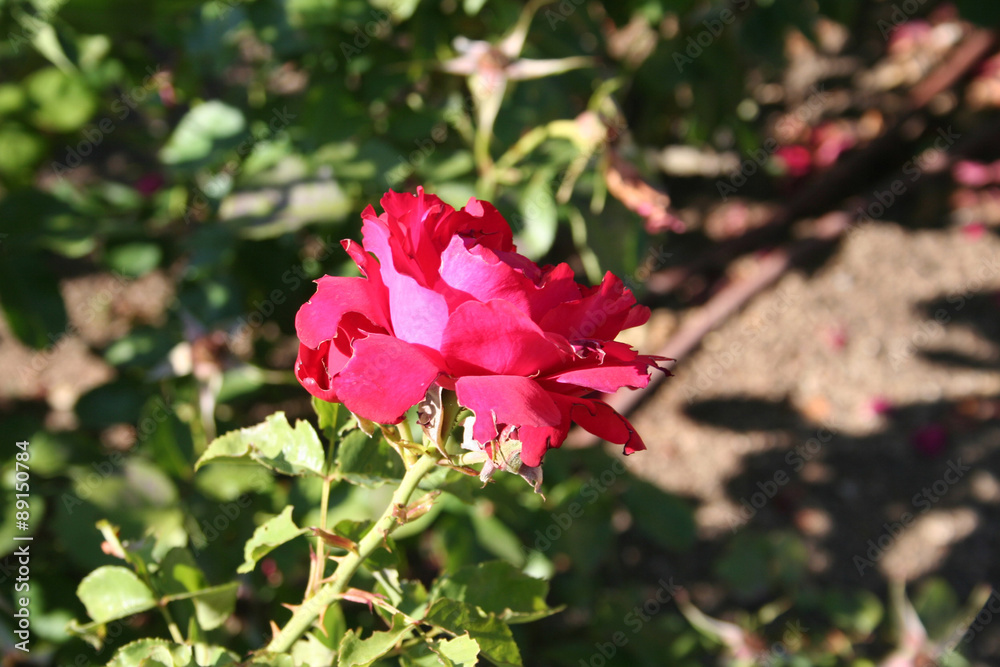 Rosa