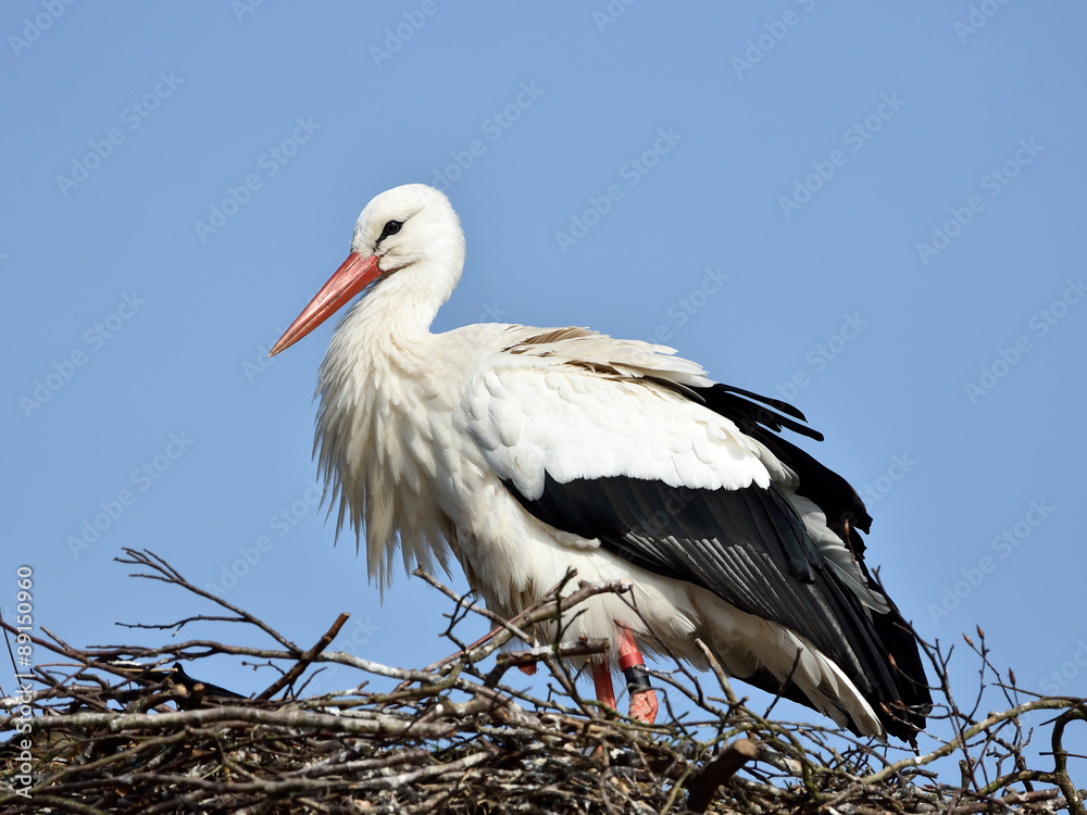 Fototapeta premium White Stork (Ciconia ciconia)