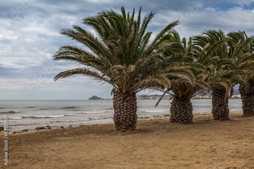 palms on the beach in Benicarlo, Spain, with a vue to the fortress in Peniscola photo