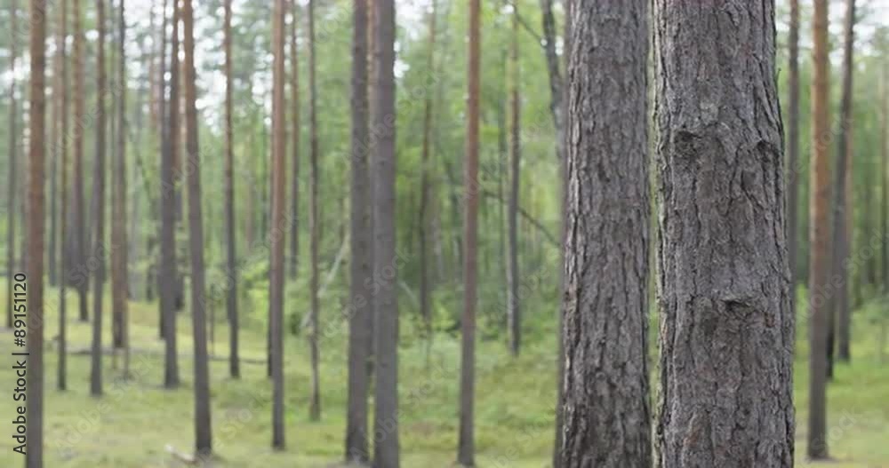 pine forest in warm summer day,slide movement pine forest in warm summer day,slide movement