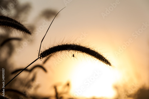 Grass Flower, Silhouette