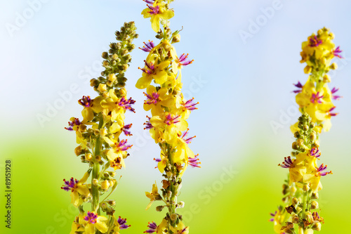 Heilpflanze, Odermenning (Agrimonia eupatoria) Agrimony, Bachbl