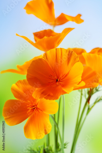 Fototapeta Naklejka Na Ścianę i Meble -  Kalifornischer Mohn (Eschscholzia californica)