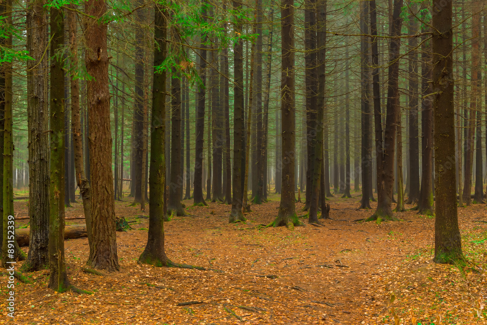Photo of the autumn coniferous forest