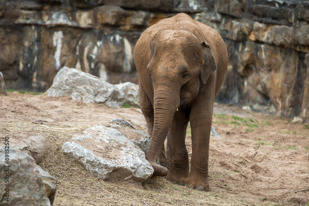 Fototapeta premium Elephant