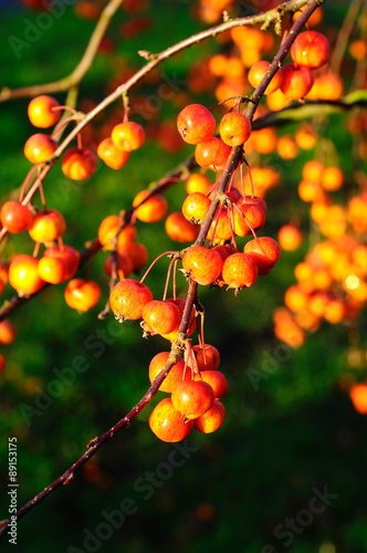 Ripe crab apples on the tree.