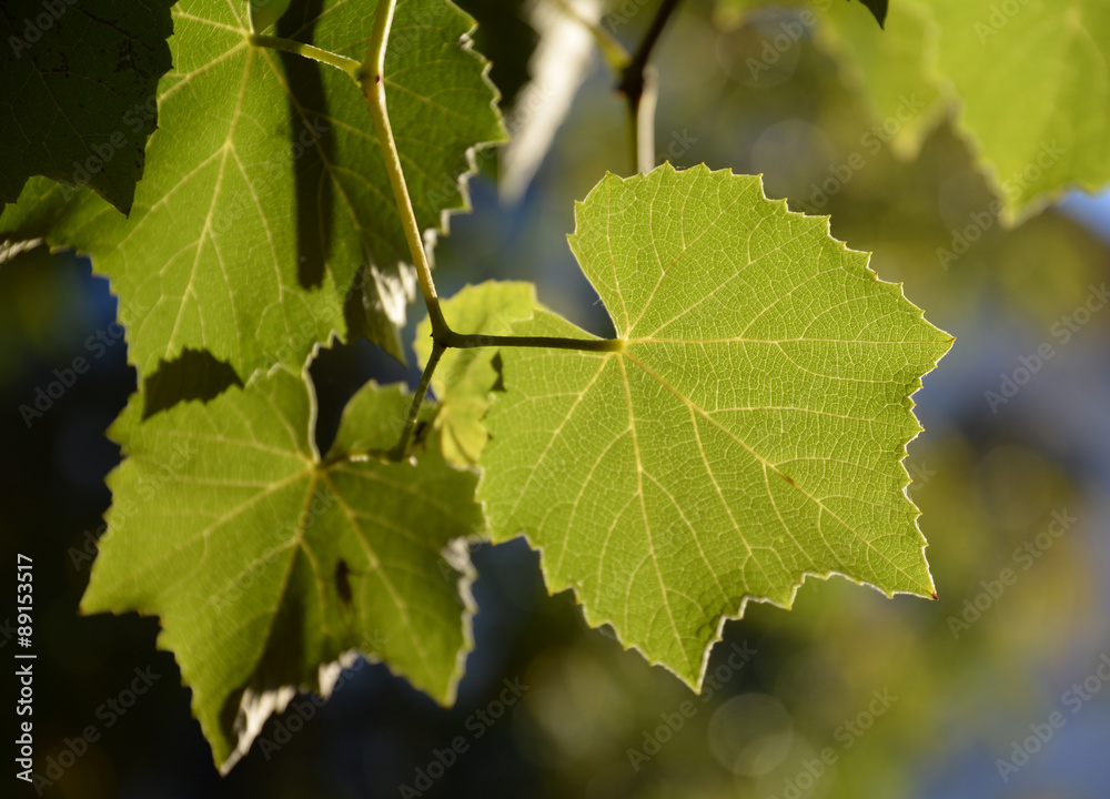 Weinlaub Weinlaub