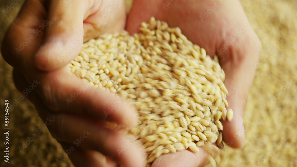 Man hands holding barley grain. Close-up 4k footage.
Man hands holding barley grain. Close-up 4k footage.