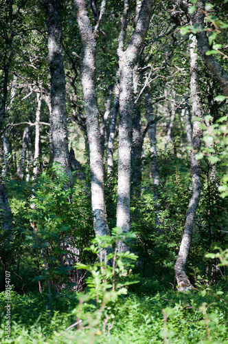 Birch trees in Bindal in Nordland, Norway on a sunny summer day.
