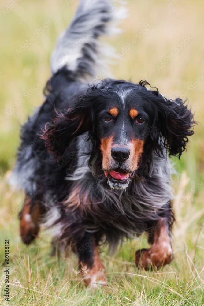 Cane meticcio libero  nel campo