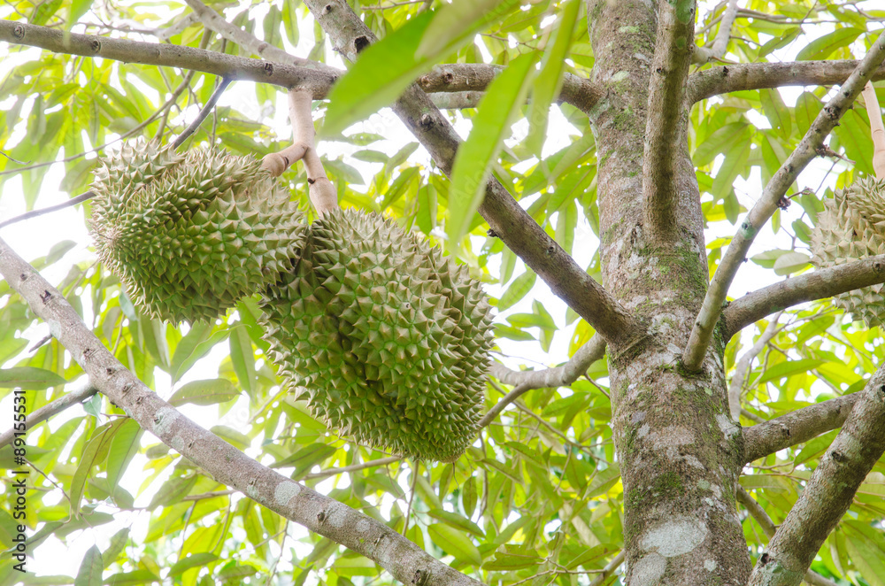 Durian trees in the garden Durian trees in the garden