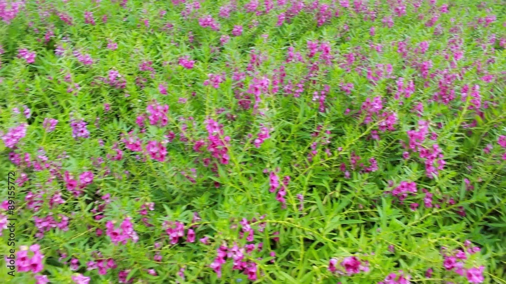 Purple flower, Angelonia goyazensis Benth garden Purple flower, Angelonia goyazensis Benth garden
