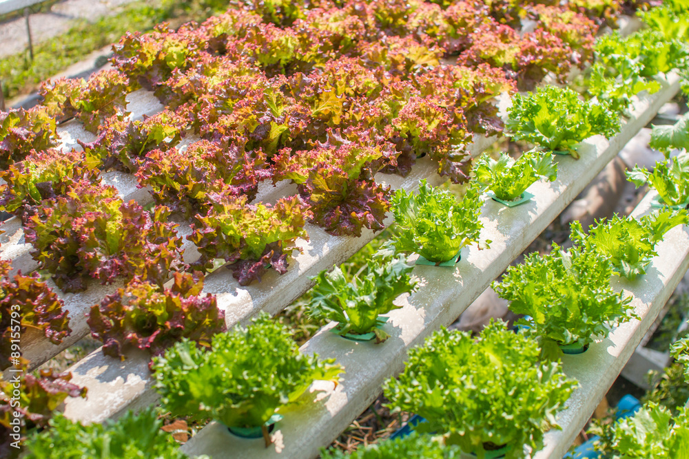 Fototapeta premium vegetable farm