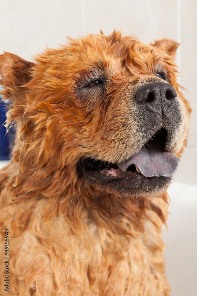 Fototapeta premium Bathroom to a dog chow chow