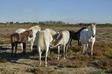 Cheval , race Camarguais, Equus caballus, Camargue , 34
