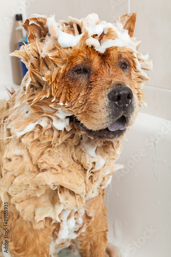 Fototapeta Naklejka Na Ścianę i Meble -  Bathroom to a dog chow chow