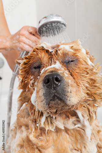 Fototapeta Naklejka Na Ścianę i Meble -  Bathroom to a dog chow chow