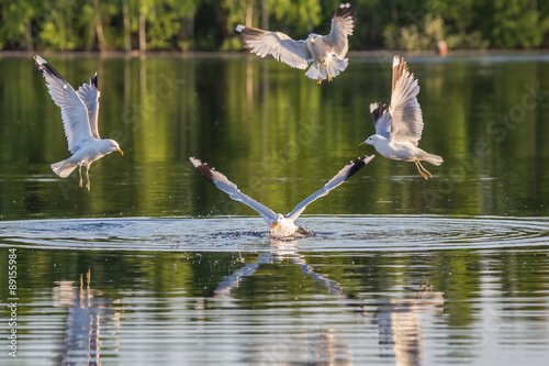 Hunting gull photo