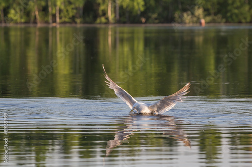 Hunting gull photo