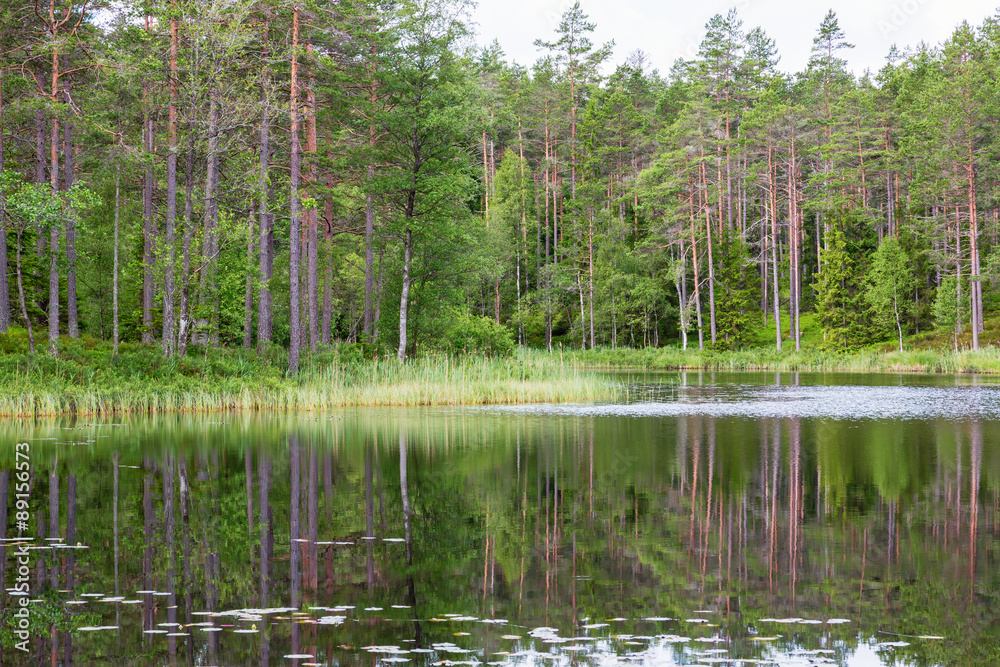 Forest lake with tree reflections Forest lake with tree reflections