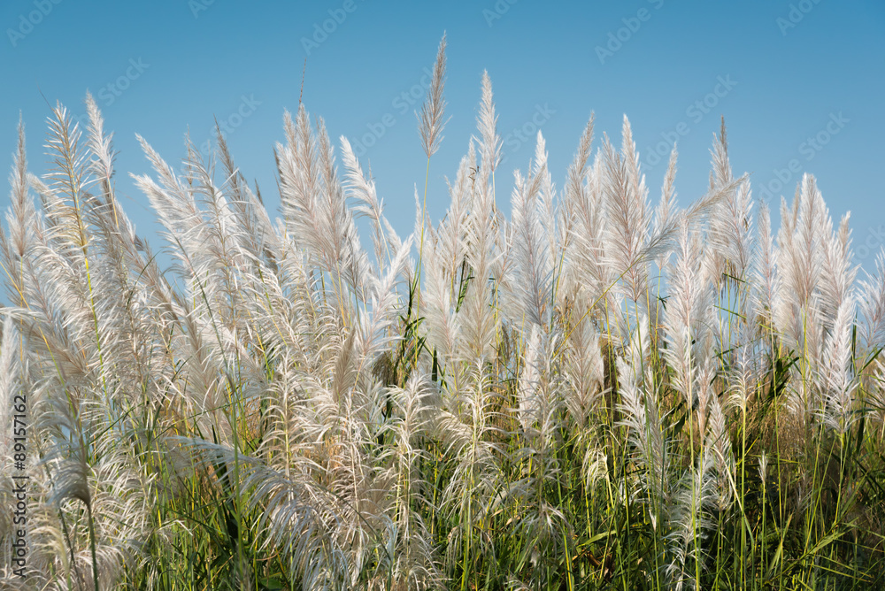 Fototapeta premium Grass flowers with blue sky background.