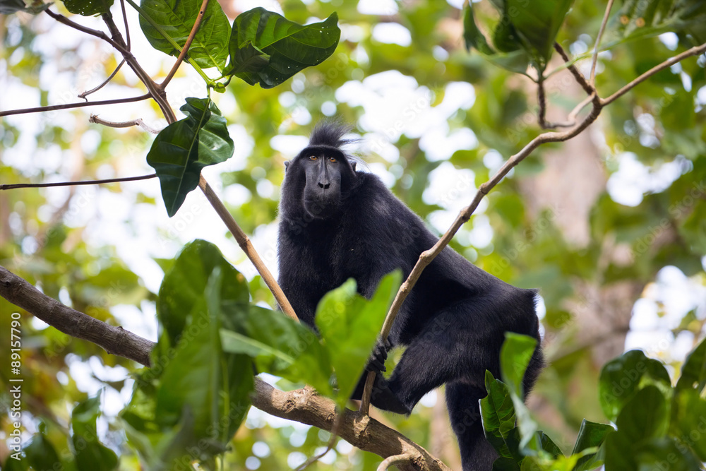 Crested black macacue, Macaca nigra, on the tree, Tangkoko National Park, Sulawesi, Indonesia Crested black macacue, Macaca nigra, on the tree, Tangkoko National Park, Sulawesi, Indonesia