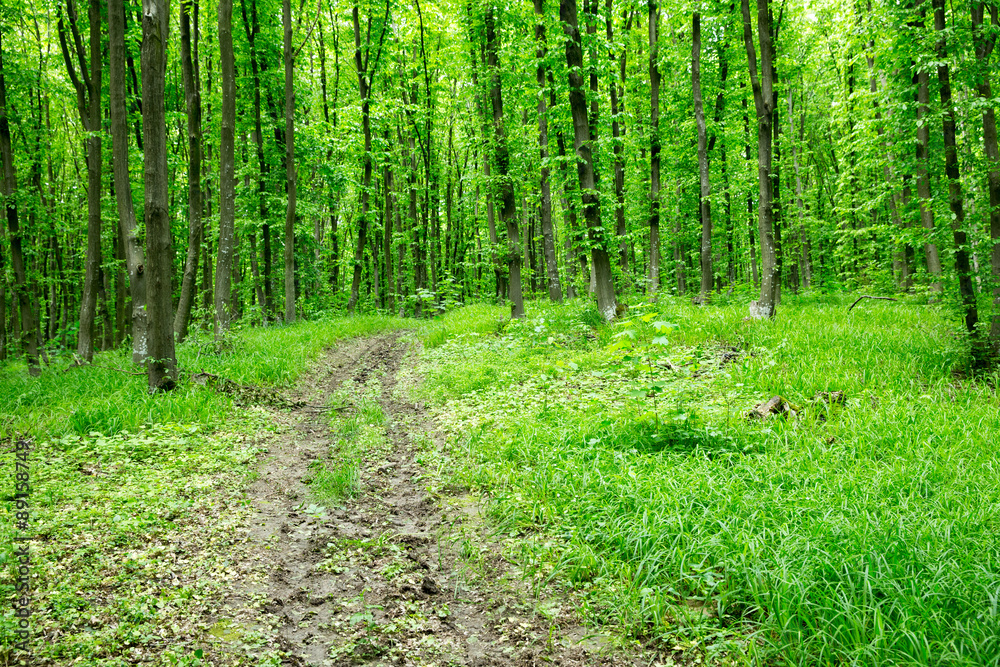 green forest green forest