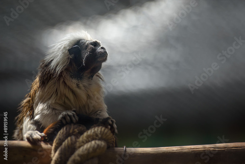 Cotton-top tamarin monkey photo