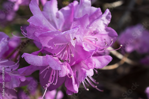 an open flower of lilac rhododendron closeup