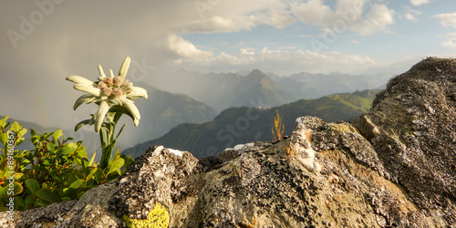 Alpenblume Edelweiss als Panorama photo