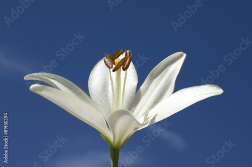 Fototapeta Naklejka Na Ścianę i Meble -  lilie; hybride; lilien