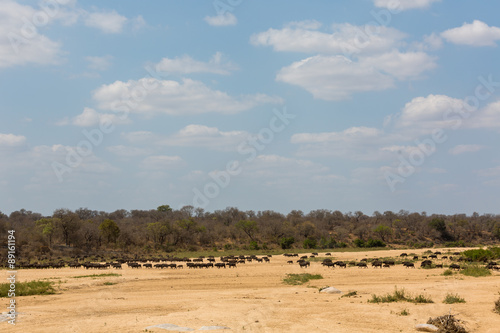 Buffalo's crossing dry riverbed