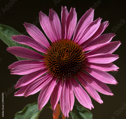 Roter Sonnenhut  Echinacea  purpurea