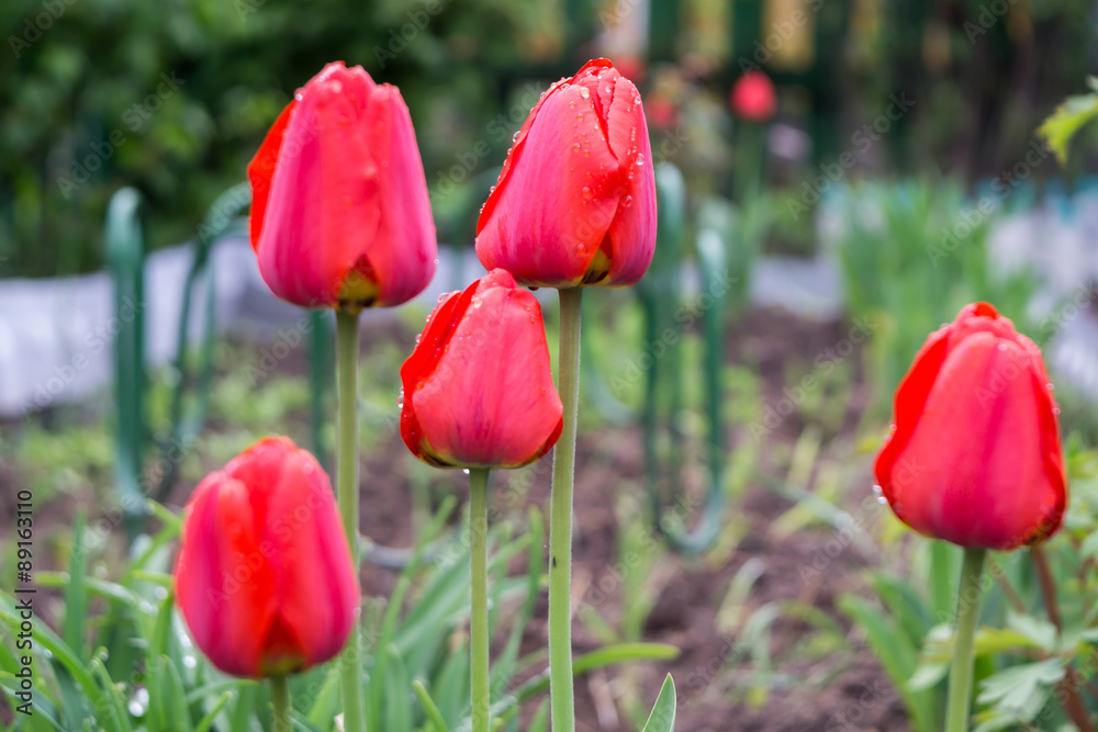 Obraz premium Red Tulips in the Garden