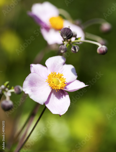 Japanese Anemone flower