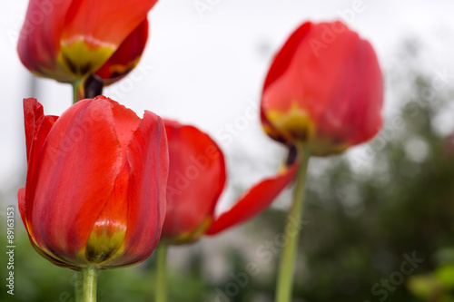 Red Tulips in the Garden