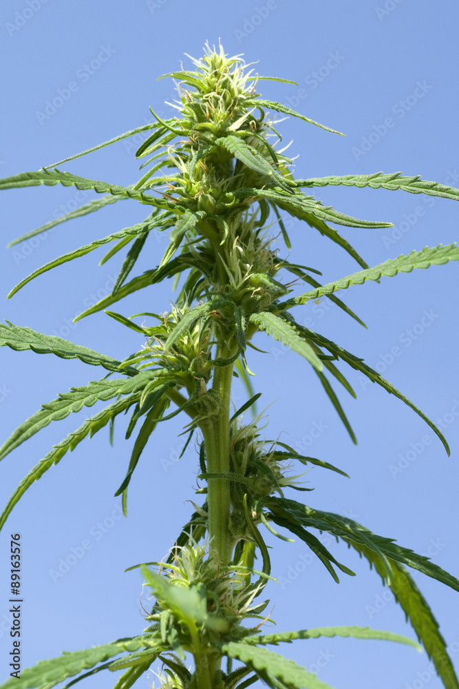 Hanfbluete, weiblich, hanf, cannabis, indica, Hanfbluete, weiblich, hanf, cannabis, indica,