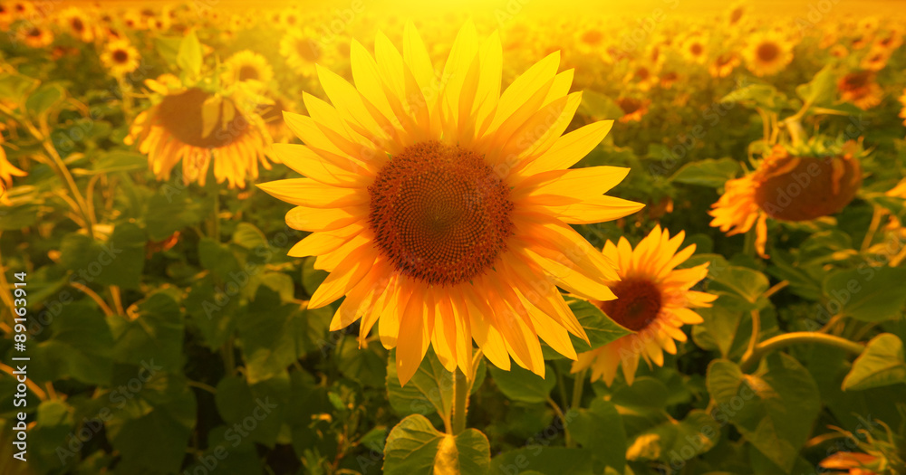 Fototapeta premium Sunflower