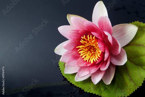 water lily, lotus on black